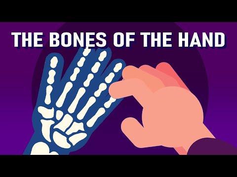 Your Hand Made Up of 27 Bones