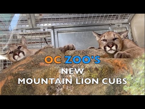 ZOO ANIMAL BABIES FOR KIDS | 3 Mountain Lion Cubs Get a Big New Home | OC Zoo babies