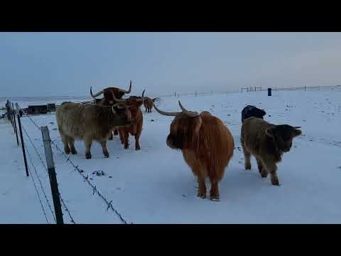 Snowy Morning on the Ranch #highlandcows #ranching