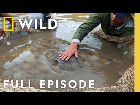 400 lb Stingray (Full Episode) | Monster Fish | Nat Geo Animals