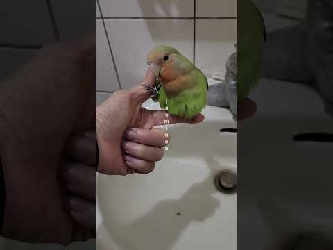 Training peony parrots to go to the toilet🦜🦜訓練牡丹鸚鵡上廁所 #peonyparrots #寵物鳥 #牡丹鸚鵡 #小鸚