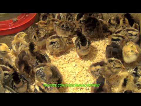 Baby chicks - cute small baby chickens