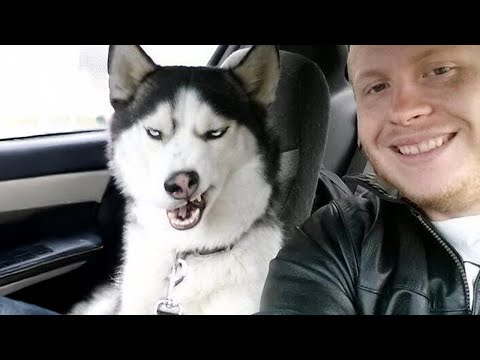 No one does drama like a Husky! 🤣 Funny Dogs Videos