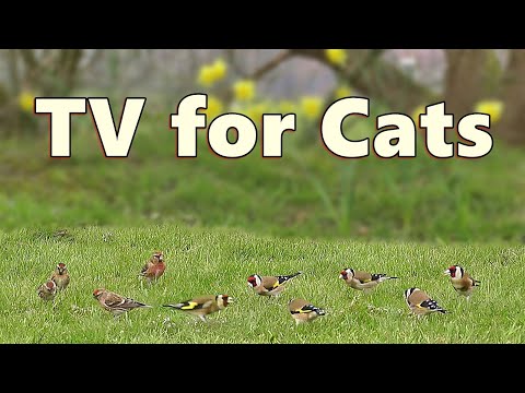 Cat TV - Videos for Cats to Watch Birds in The Short Grass