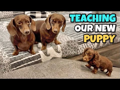 DACHSHUNDS Teach Their PUPPY How to Use the Ramp