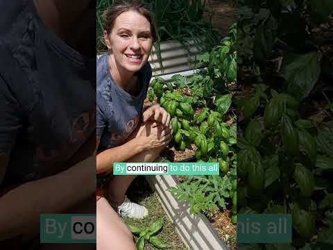 Prune Basil for Longer Harvest