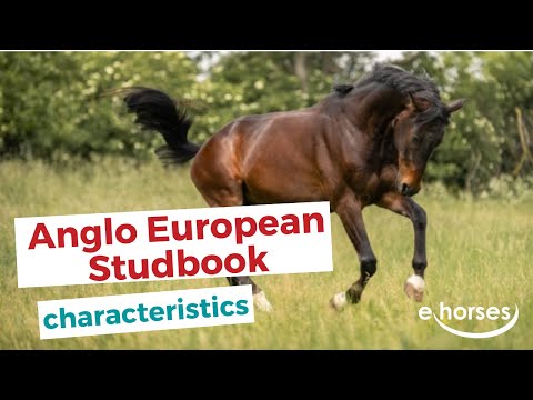 Anglo European Studbook horse | characteristics, origin & disciplines