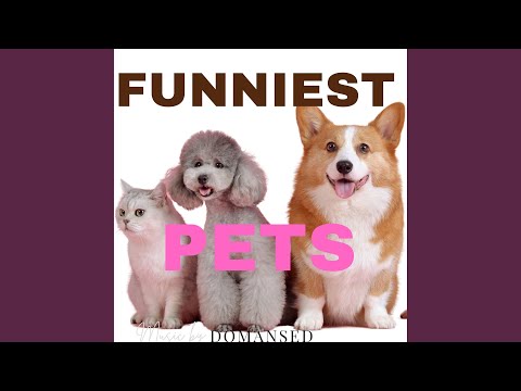 Funniest Animals Quirky Pets