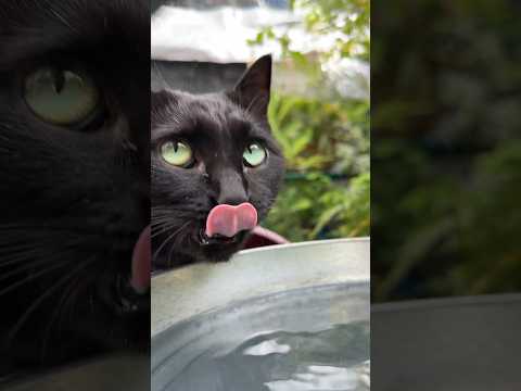 やっぱりたっぷりのお水はおいしい😋 #cat