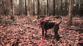 Shovels & Rope - Birmingham (Official Music Video)