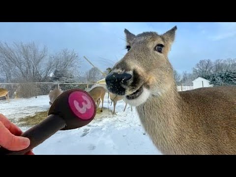 Funniest Animal Videos 2025 That’ll Instantly Boost Your Mood!