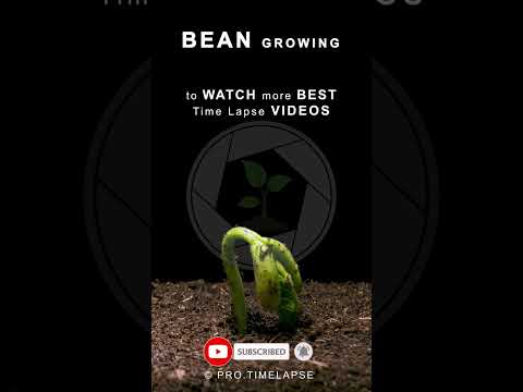 BEAN SPROUT Time Lapse #shorts