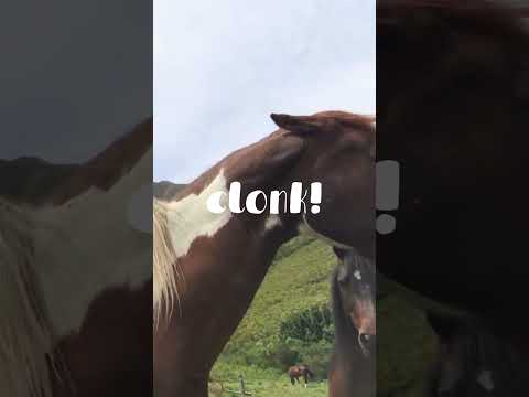 This must have HURT!! 😱🐴