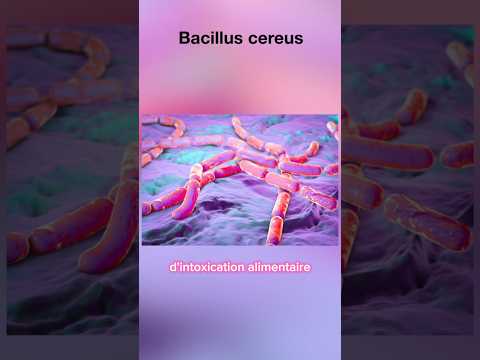 Bacillus cereus 🦠🍝