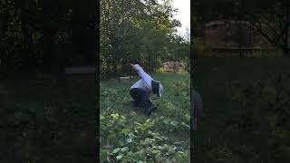 Bees ATTACK! 🐝😵M-au atacat albinele!#shorts #bees #funny videos #funny shorts