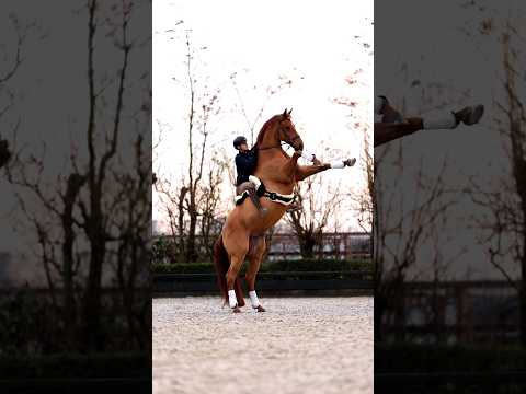 Chestnuts are amazing horses😍👍