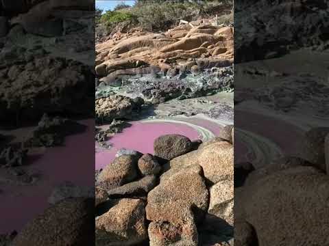 Algae pool.