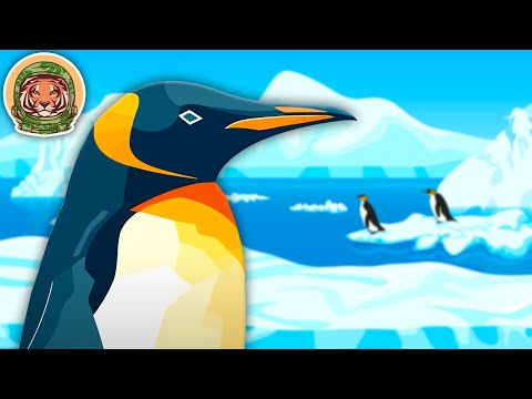 Penguins! Learn The COOLEST Facts About Penguins! | The Penguin Song | KLT WILD