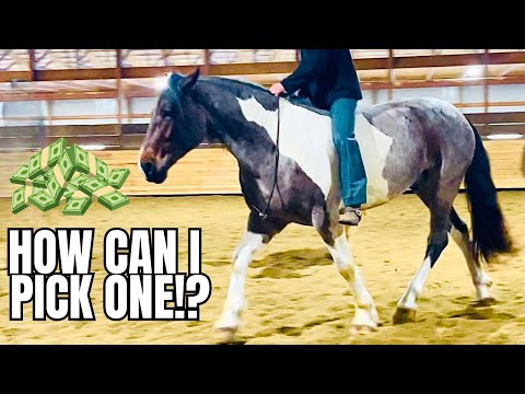 This Horse Auction Preview Will BLOW You Away! These Are My TOP Choices!