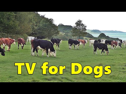 Calm Your  Dog TV ~ Videos for Dogs to Watch Cows Relaxation ⭐ 8 HOURS ⭐