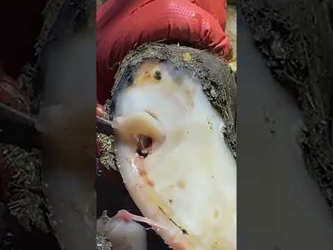 EXPLODING COW'S HOOF! #farming #cowfeet #satisfying #incredible