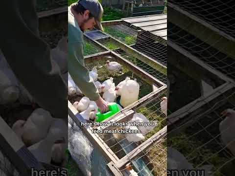 EGG LAYER CHICKENS V.S. MEAT BIRD CHICKENS