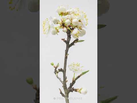 blooming tree TIME LAPSE #shorts #timelapse #protimelapse