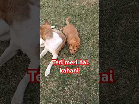 Cute puppies #short street dog puppies