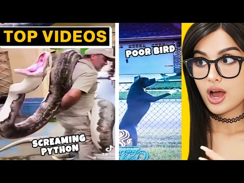 Insane Moments That Only Exist Because They Were Filmed! | SSSniperWolf