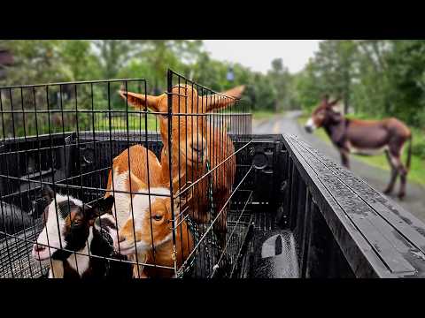 Meet Our Farm's New Goats (Was this a bad idea?)