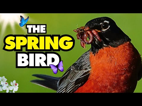 Spring is Near: American Robins, Their Sweet Song & Odd Places they Nest