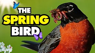 Spring is Near: American Robins, Their Sweet Song & Odd Places they Nest