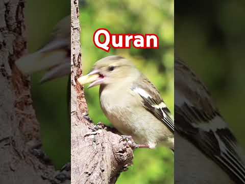 #islam #viralshorts #nature #quran #shorts #birds #allah #motivation#trending #gaming #youtubeshorts