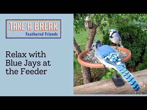 Molting Blue Jay & Its Partner at the Feeder