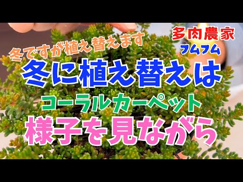 【多肉植物】冬なので根を取らないように植え替えしていきま〜す✨