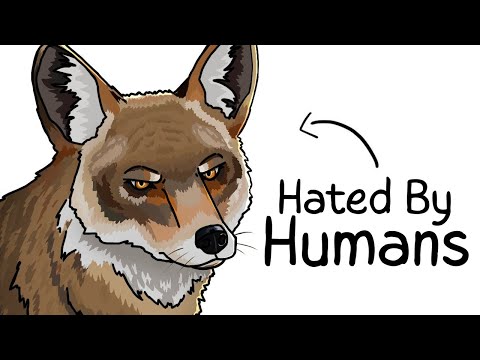 Why it Sucks to Be Born As a Coyote