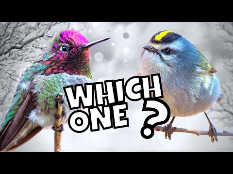 The True Winter Survivor | Anna's Hummingbird or Golden-crowned Kinglet?