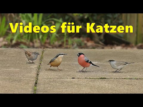 Videos for Cats ~ Bird Watching for Cats / Cat TV