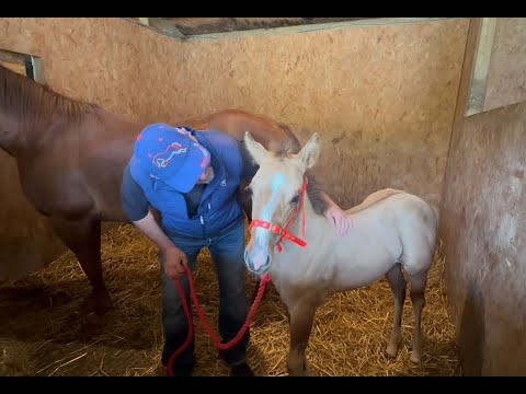 Our amazing foals and how they are coming along!!