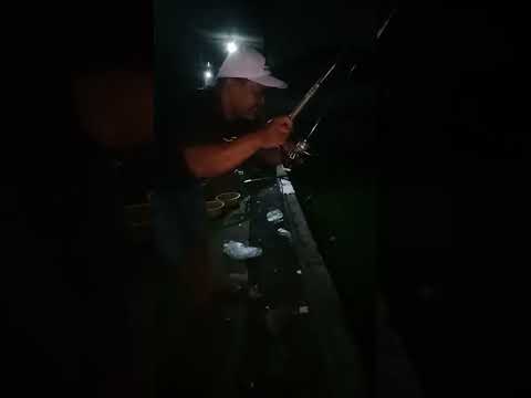 mancing ikan patin #fishing #mancing #mancingceria #mancingmaniamantap