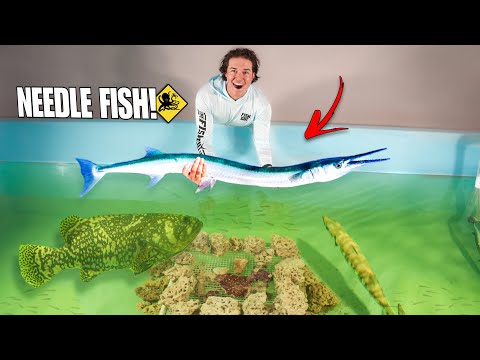 Catching Giant NEEDLE FISH For My SALTWATER POND!