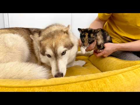 A Tiny Kitten Scared My Husky! Unexpected Dog Reaction