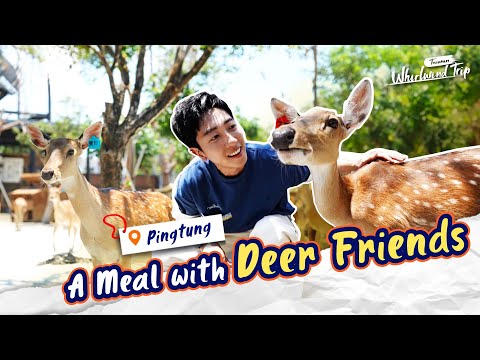 Feed the Deer, Chill with Capybaras: A Pingtung Adventure! |📍𝑷𝒊𝒏𝒈𝒕𝒖𝒏𝒈 | Whirlwind Trip