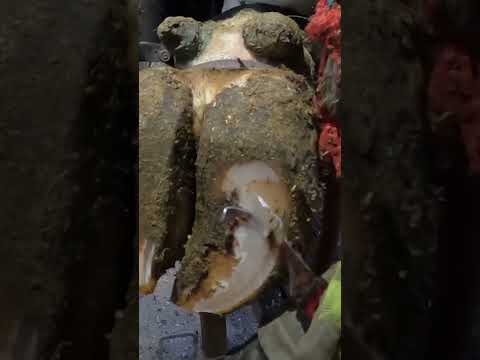 Sorting this SQUIRTER!!  #hoof #viralvideo #everyone #unbelievable #helping #farmer