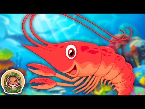 Learn About Shrimp! | Animal Songs For Kids | KLT WILD