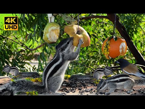 Cat TV for Cats to Watch 😸 Squirrel 🐿️ & Birds 🦅 Enjoy Fruits 🍇 Birds Videos For Cats