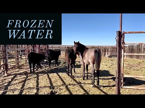 DAY TO DAY - Checking Calves + Fixing Water #ranch #cattle