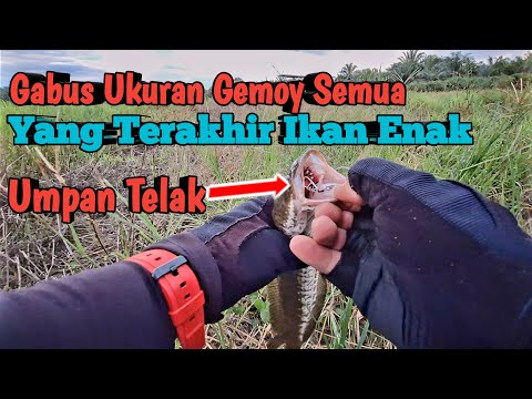 MANCING IKAN PREDATOR GEMOY² PAKAI REEL SHIMANO CURADO DC