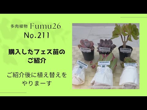 【多肉植物】多肉フェスで購入した苗のご紹介と植え替えをやっていきまーす