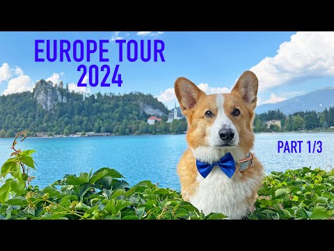 TRAVELING THE WORLD! - Topi the Corgi